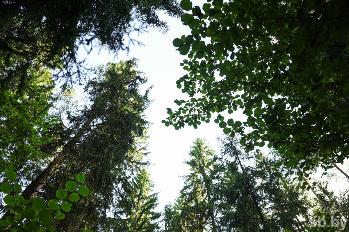 В Белстате рассказали об итогах ведения лесного хозяйства в 2025 году