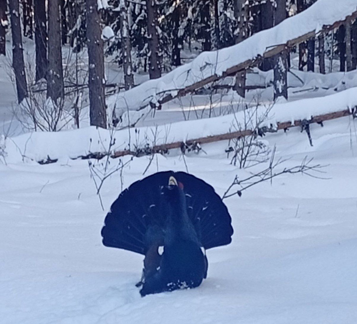 Удивительная встреча