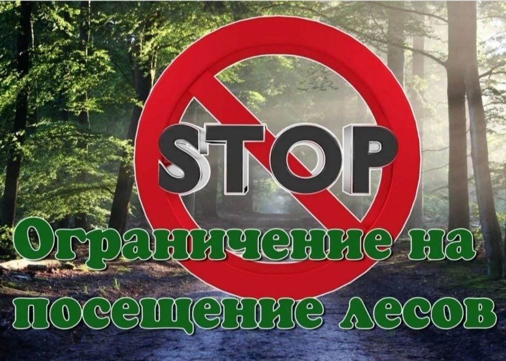 Введено ограничение на посещение лесов