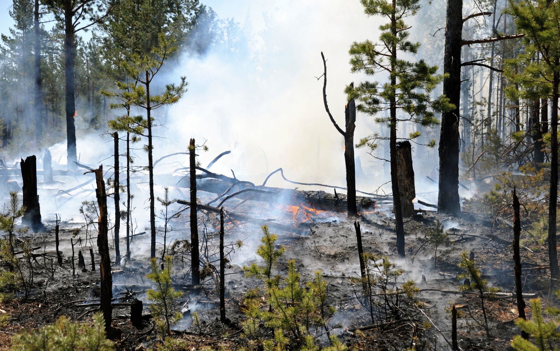 Борьба с лесными пожарами в Беларуси
