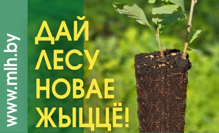 11 октября на Островетчине стартует акция «Дай лесу новае жыццё!»