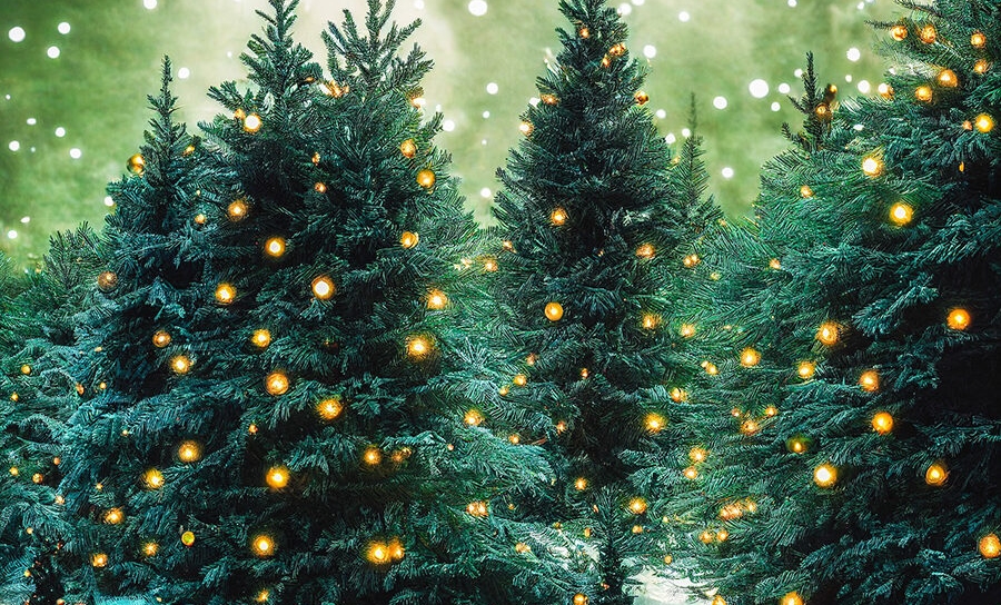 Социальные учреждения получат новогодние ели в подарок от лесхозов перед началом зимних праздников