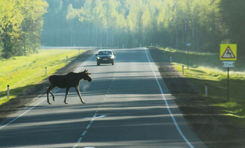 В каких местах Беларуси дикие животные чаще всего провоцируют аварии на дорогах?