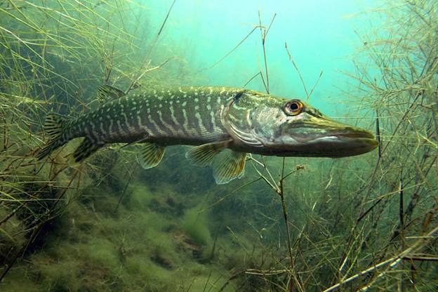 Запрет на ловлю щуки